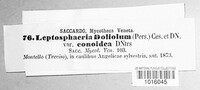 Leptosphaeria doliolum image